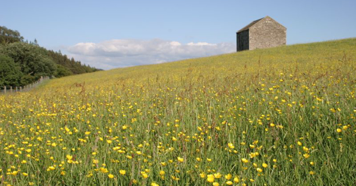 Hay Meadow field full of flowers in the Durham Dales and North Pennines AONB